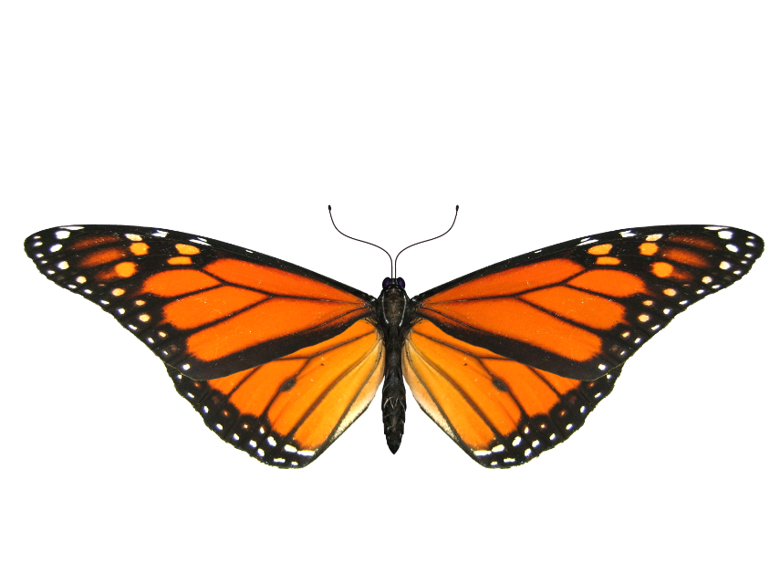 monarch butterfly