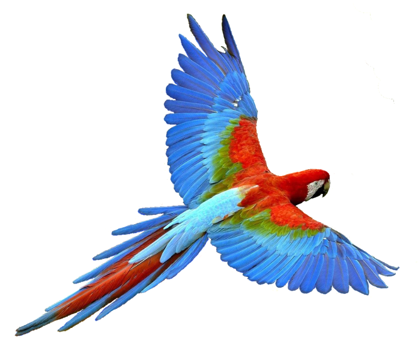 parrot