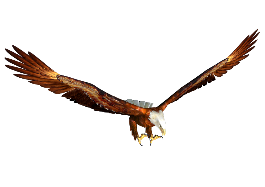 bald eagle
