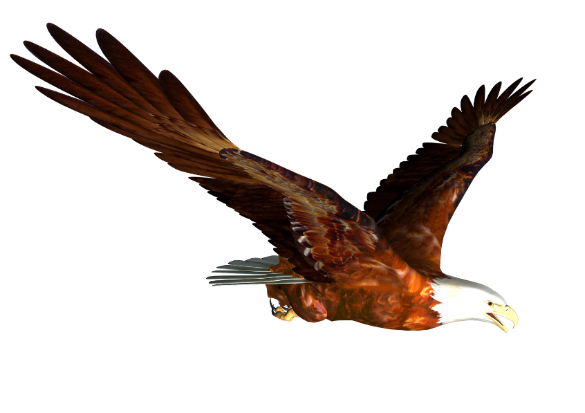 bald eagle
