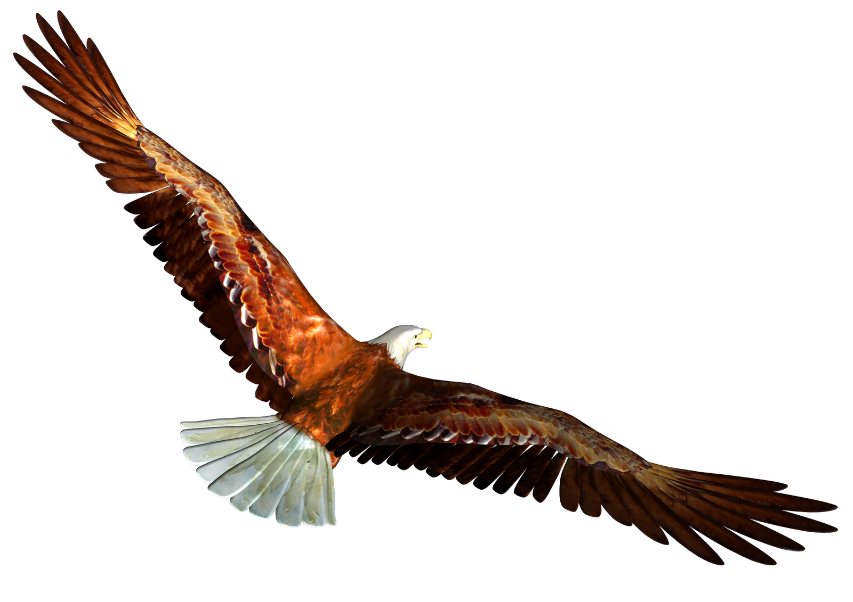 bald eagle