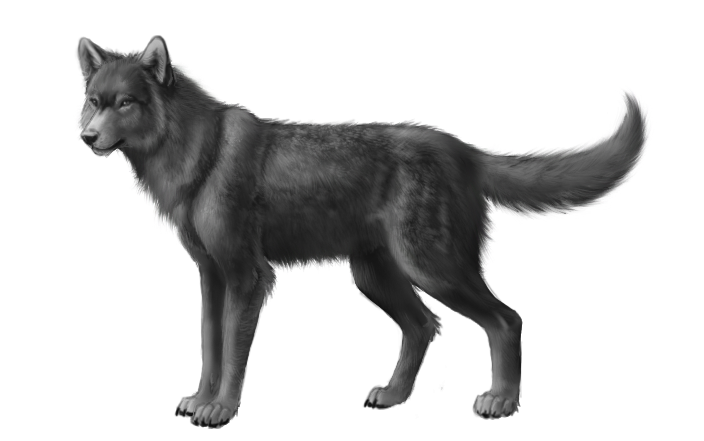 grey wolf