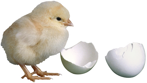chick