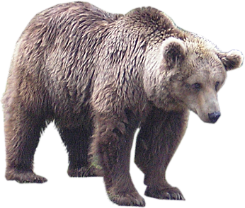 bear