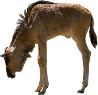 animal