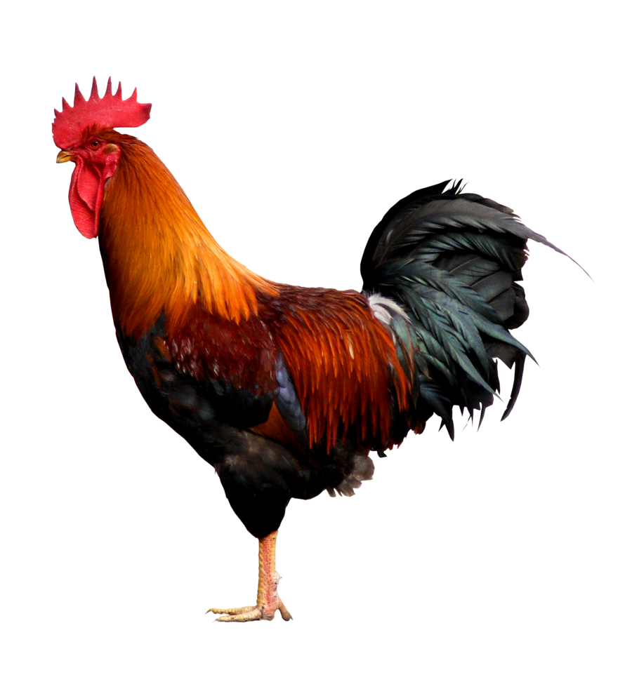 rooster