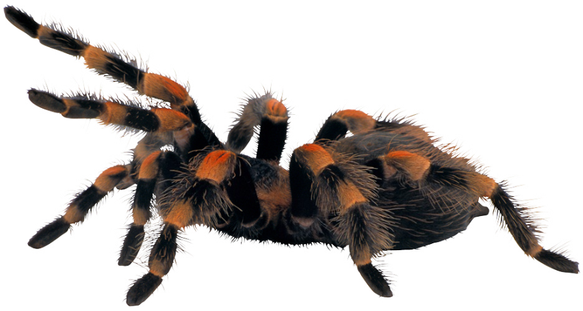 tarantula