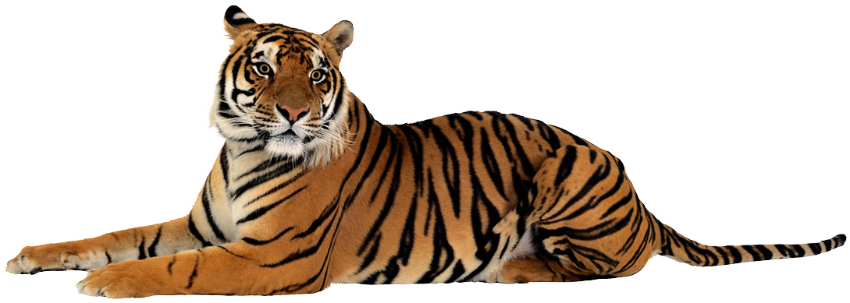 tiger