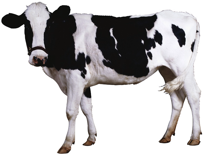 cow