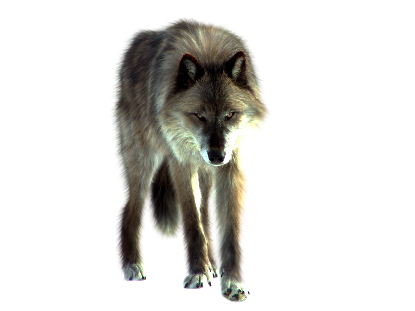 wolf